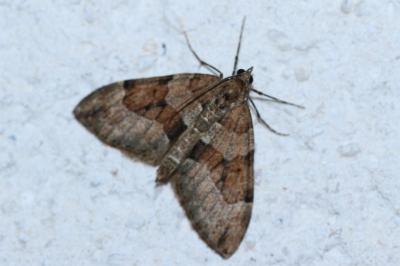 <i>Thera obeliscata</i>