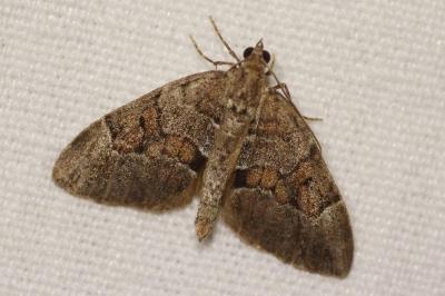<i>Thera obeliscata</i>
