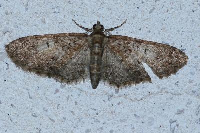 <i>Eupithecia abbreviata</i>