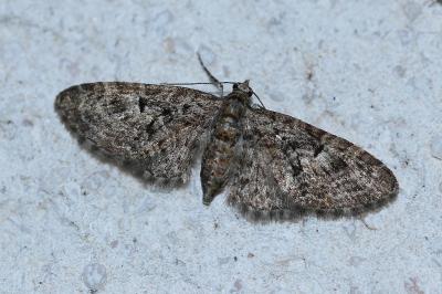 <i>Eupithecia dodoneata</i>
