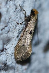 <i>Tinea trinotella</i>