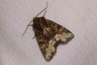 <i>Oligia strigilis</i>