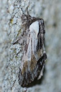 <i>Harpyia milhauseri</i>