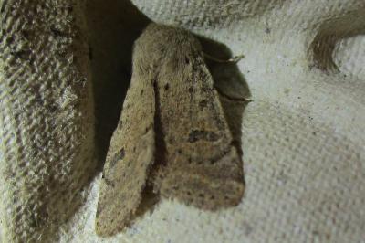 <i>Orthosia cruda</i>
