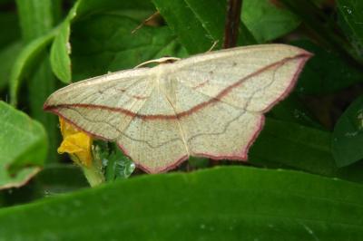 <i>Timandra comae</i>