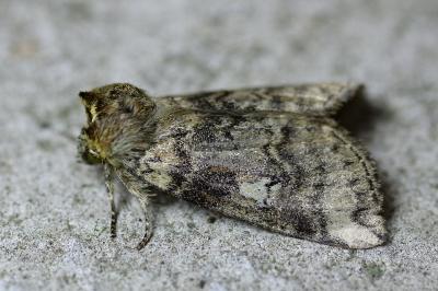 <i>Tethea or</i>