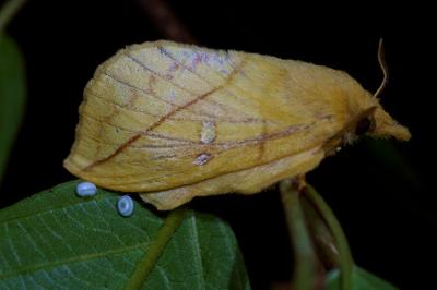 <i>Euthrix potatoria</i>