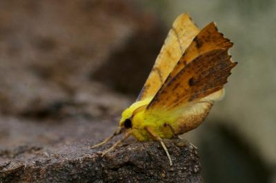 <i>Ennomos alniaria</i>