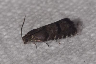 <i>Pammene ochsenheimeriana</i>