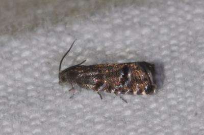 <i>Pammene ochsenheimeriana</i>