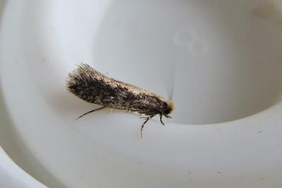 <i>Monopis crocicapitella</i>