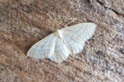 <i>Idaea subsericeata</i>