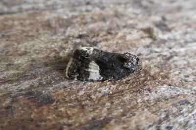 <i>Tyta luctuosa</i>