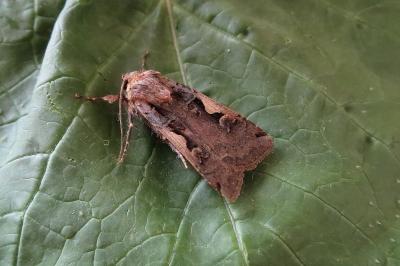 <i>Xestia c-nigrum</i>