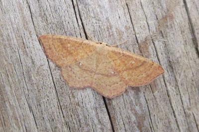 <i>Cyclophora ruficiliaria</i>