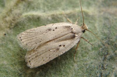 <i>Agonopterix yeatiana</i>