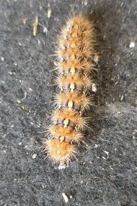 <i>Euplagia quadripunctaria</i>