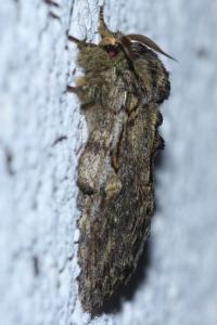 <i>Peridea anceps</i>