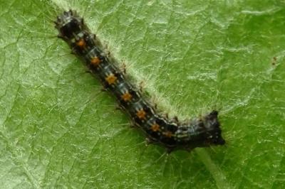 <i>Lymantria dispar</i>