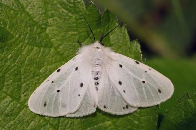 <i>Diaphora mendica</i>