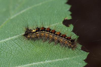 <i>Lymantria dispar</i>