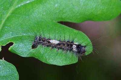 <i>Lymantria monacha</i>