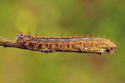 <i>Malacosoma neustria</i>