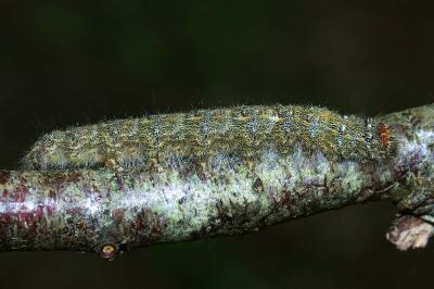 <i>Poecilocampa populi</i>