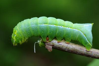 <i>Amphipyra pyramidea</i>