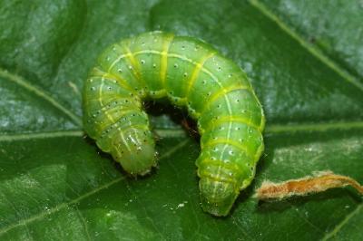 <i>Cosmia trapezina</i>