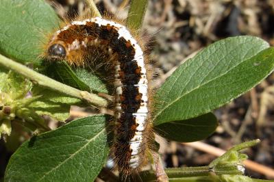 <i>Trichiura crataegi</i>