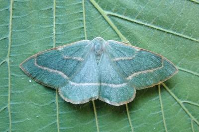 <i>Hylaea fasciaria</i>