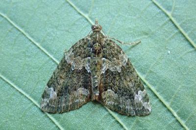 <i>Chloroclysta siterata</i>