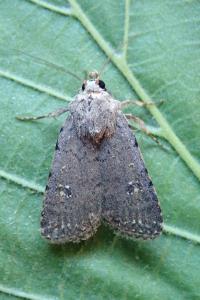 <i>Caradrina clavipalpis</i>