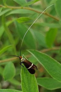 <i>Adela australis</i>