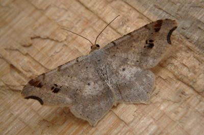 <i>Macaria alternata</i>