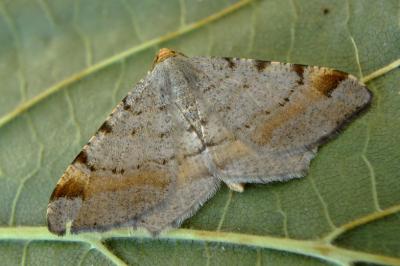 Macaria liturata