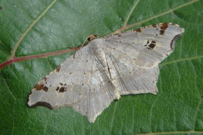 <i>Macaria alternata</i>