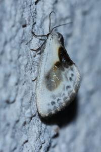 <i>Cilix glaucata</i>