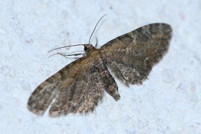 <i>Eupithecia vulgata</i>