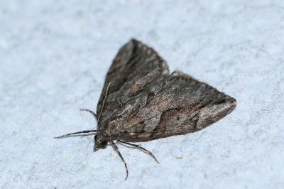 <i>Thera cupressata</i>