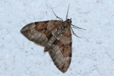 <i>Thera obeliscata</i>