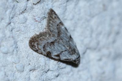 <i>Nola confusalis</i>