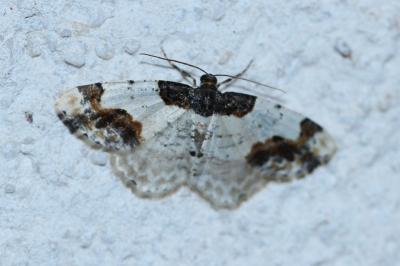<i>Ligdia adustata</i>
