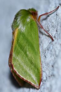<i>Pseudoips prasinanus</i>