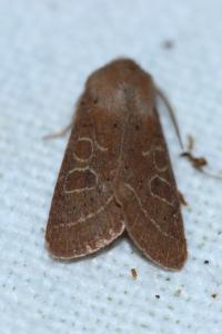 <i>Orthosia cerasi</i>