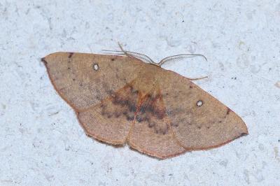 <i>Cyclophora puppillaria</i>