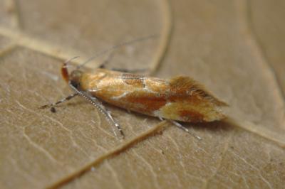 <i>Epicallima formosella</i>