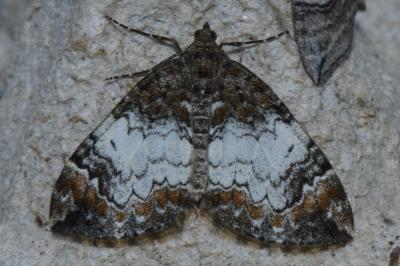 <i>Dysstroma truncata</i>