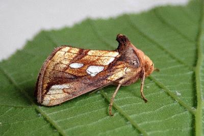 <i>Plusia festucae</i>